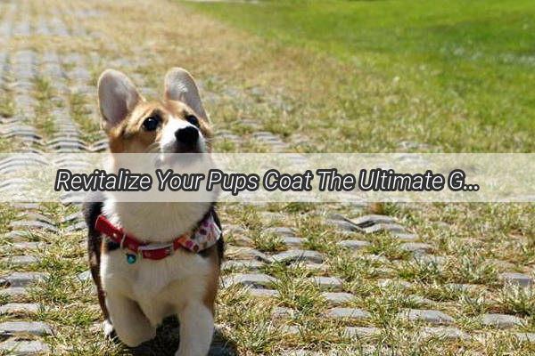 Revitalize Your Pups Coat The Ultimate Guide to the Perfect Doggy Rinse